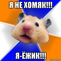 я не хомяк!!! я-ёжик!!!