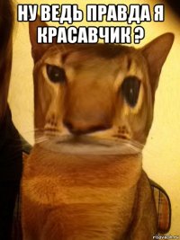 ну ведь правда я красавчик ? 