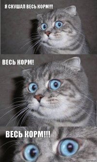 Я скушал весь корм!!! Весь КОРМ! ВЕСЬ КОРМ!!!