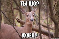 ты шо? ухуел?