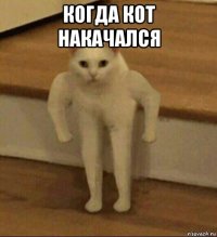 когда кот накачался 