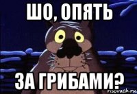 шо, опять за грибами?