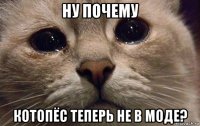 ну почему котопёс теперь не в моде?