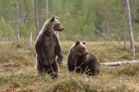 Создать мем Брататаны Бандюганы