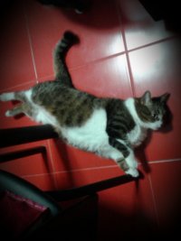 Создать мем Cat fly