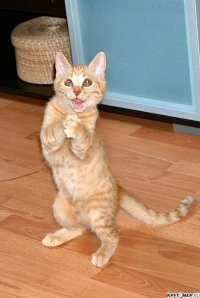 Создать мем Кот с фигушки