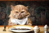 Создать мем Кот