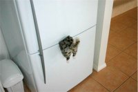 Создать мем Кот