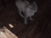 Создать мем Кот
