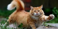 Создать мем Котэ