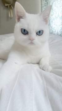 Создать мем Котихуйчик
