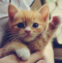 Создать мем Котик где зига