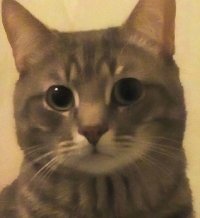 Создать мем Котя 3000