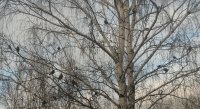 Создать мем Снегири