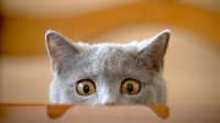Создать мем Удивленный котэ