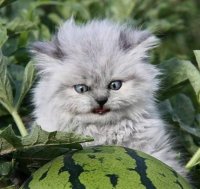 Создать мем Ывапролдж