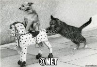  @net