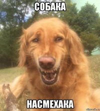 собака насмехака