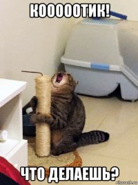 кооооотик! что делаешь?