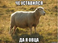 че уставился да я овца