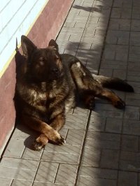 Создать мем DOG