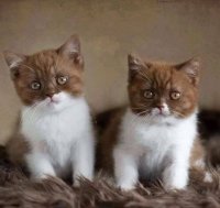 Создать мем Два кота