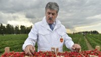 Создать мем Грудинин
