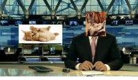 Кошачьи новости