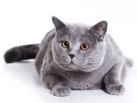 Создать мем Кошка