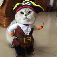 Кот пират
