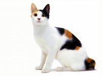 мяу мяу, Мем Кот учёный