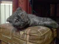 Создать мем Кот