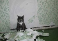 Создать мем Кот