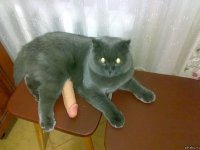 Создать мем Кот