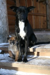 Крутые собаки