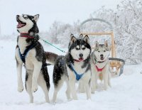 Создать мем Лайки