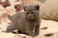 Создать мем ПРИВЕТИК