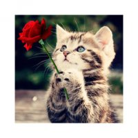 Создать мем Влюбленный коте