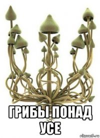  грибы понад усе