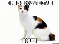 в москве сдуло стаю кошек