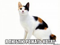  я люблю рожать котят