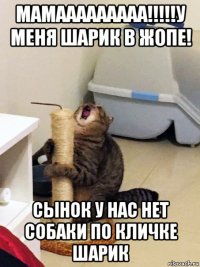 мамааааааааа!!!!!у меня шарик в жопе! сынок у нас нет собаки по кличке шарик