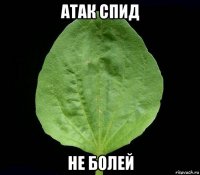 атак спид не болей