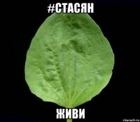 #стасян живи