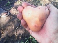 Белорусская валентинка