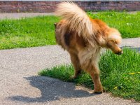 Dog Urine Odors