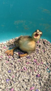 Duck