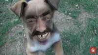 Гибрид