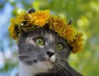 Кошка