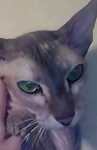 Кошка
